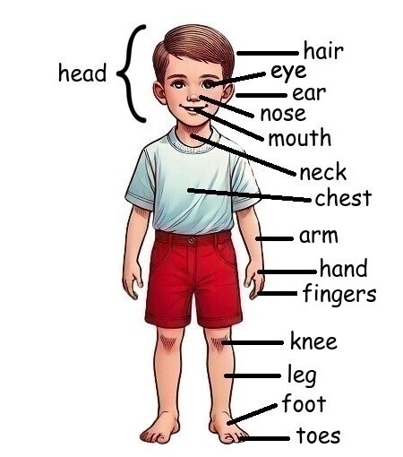 The Human Body